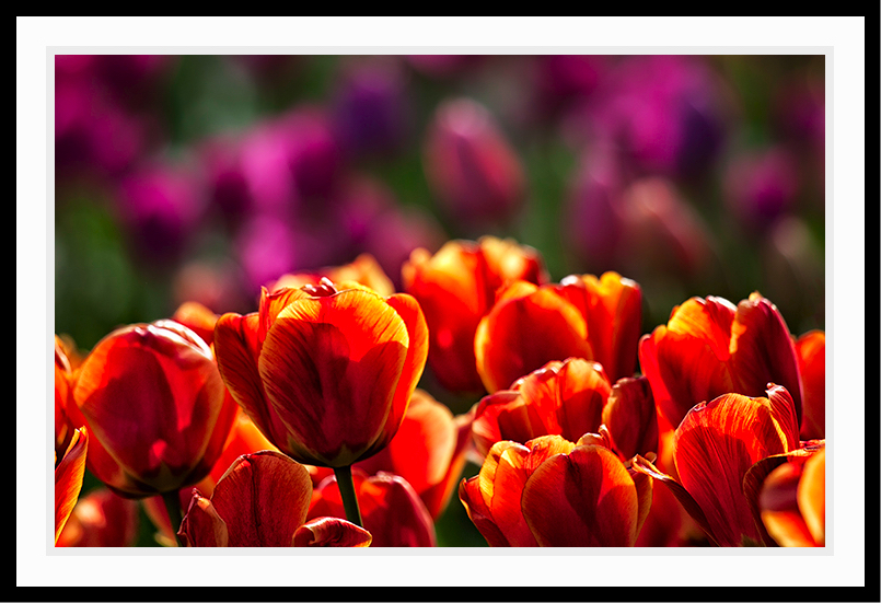 Orange tulips with a purple background.